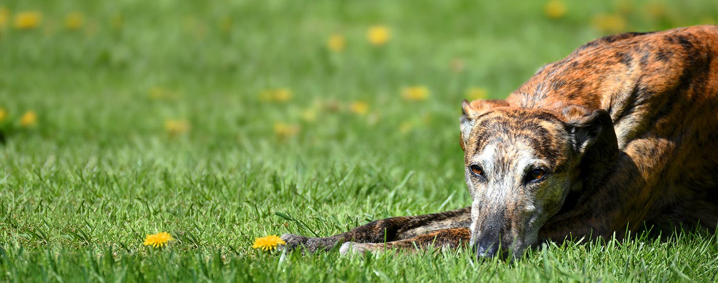 Dog Names Meaning Runner Popular Male and Female Names Wag!